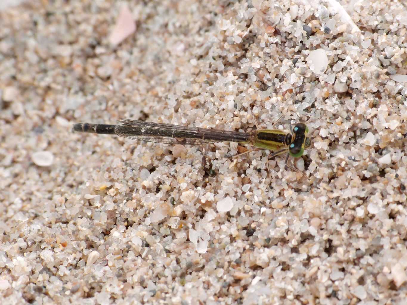 Piccoletto dal volo lento ed esitante: Ischnura genei